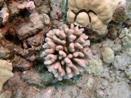 43  Rose Coral (Cauliflower Coral) IMG 2546